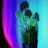 Sunset Lamp Projector Sunset Projection Lamp, 360 Degree Rotation Rainbow Sunset Light LampNight Light Projector LED LampRomantic Atmosphere Projector