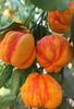 Laranja Bizzarria Colorida - (Citrus aurantium Bizzarria) 10 Semi Frescos