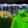 For Baby Fishes Aquarium Accessories Incubator Hatchery Fish Breeding Box Fish Separation Box