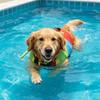 Breathable Dog Life Jacket Tear Resistant Dog Buoyancy Vest Dog Swimming Vest  Outdoor Water