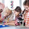 NUOBESTY Double Helix DNA Model Kit DNA Structure Models Human Genes Learning Kit for Biological Teaching Prop