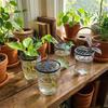 Flower Stem Holder Plant Starter Trays Germination Cover Plant Propagation Trays  Horticultural
