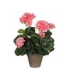 Large-flowered Geranium - MICA Decorations - 950217 - Orange - Interior - Kitchen