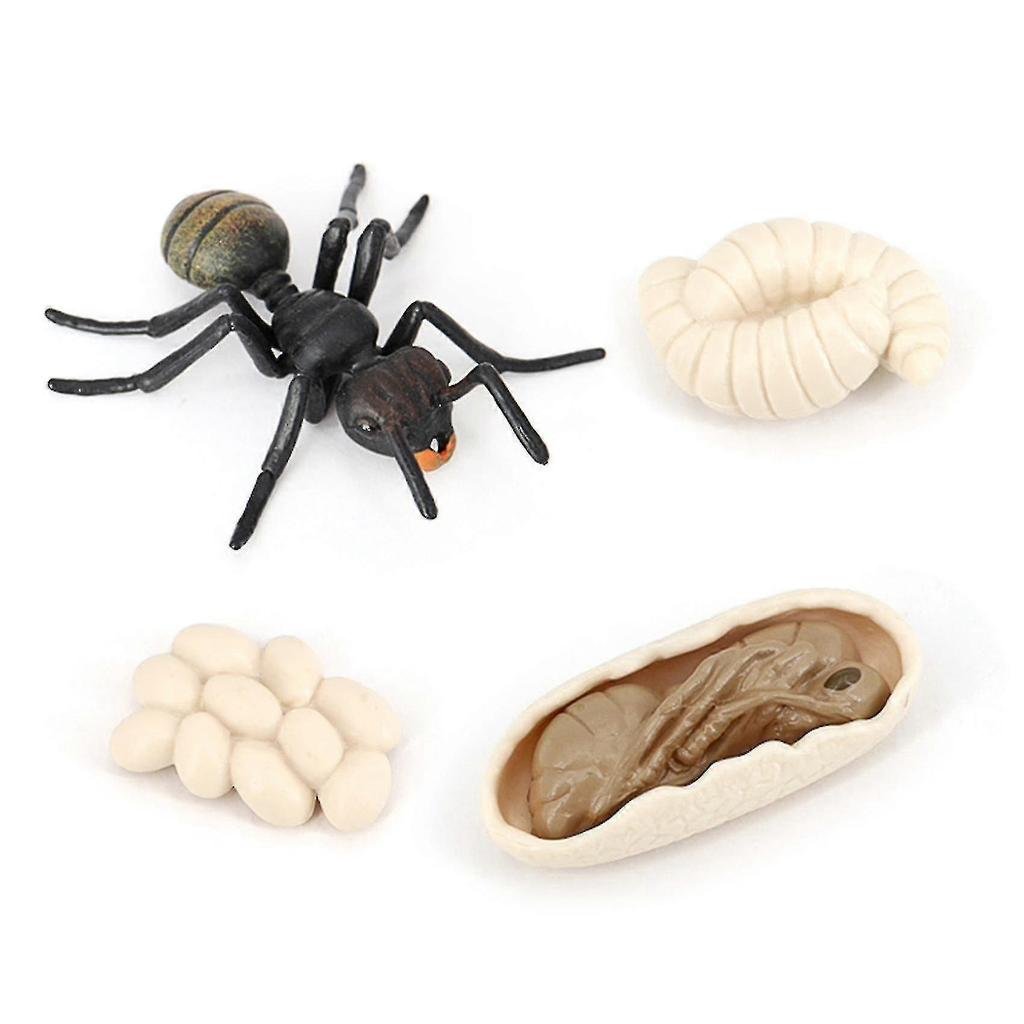 Simulation Ants Animal Life ,insect Growth Model Life Educational Black Ants - RIpj