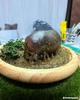 [USED] Hippopotamus figure/diorama