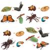 Butterfly Life Cycle Model Pvc Educational Toy For Science Learning