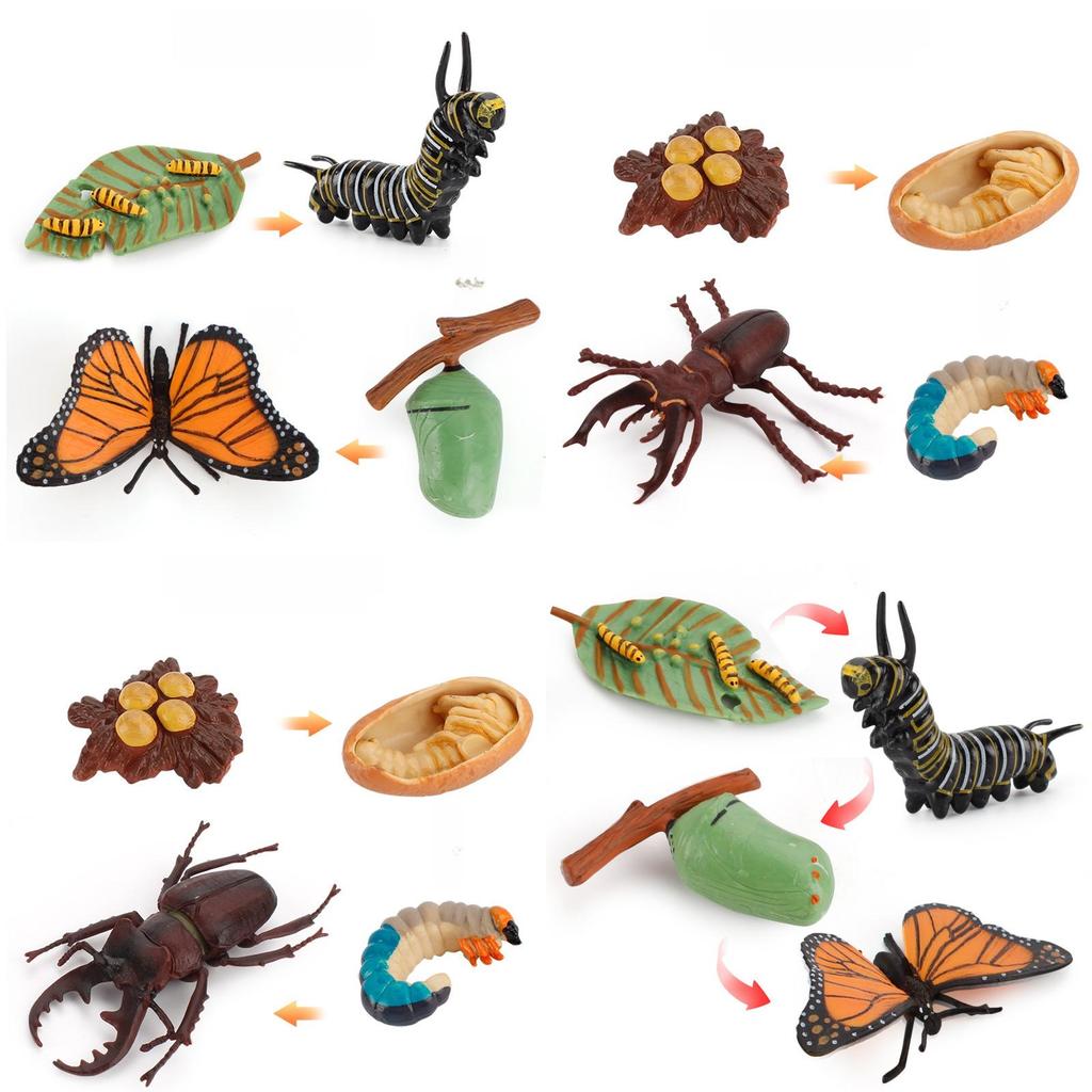 Butterfly Life Cycle Model Pvc Educational Toy For Science Learning