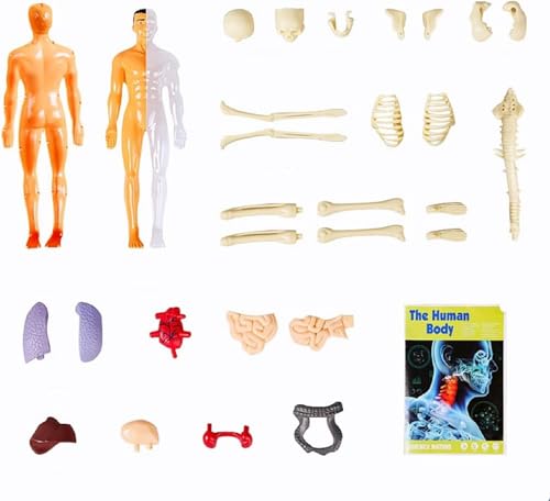 Huang Yem Human Anatomy Model, 3D Organ Model, Human Internal Organs Model with Removable Organs, Anatomical Model Set, Educational Toy for Kids, Chri