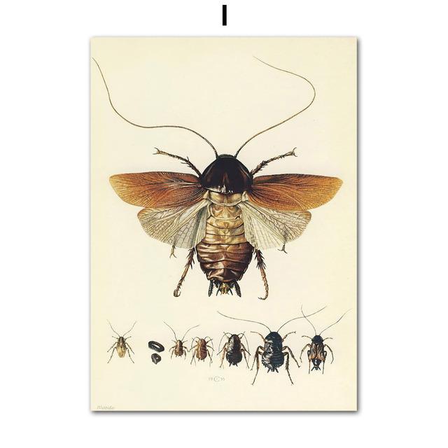 Vintage Beetle Insect Poster Specimen Retro Illustration Wall Art Canvas Painting Posters and Prints Picture for Living Room No Frame