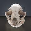 Lustiges Tierknochenschädel-Ornament Gruseliger Künstlicher Totenkopf Kopf Halloween Katzen-Totenkopf-Modell Spukhaus