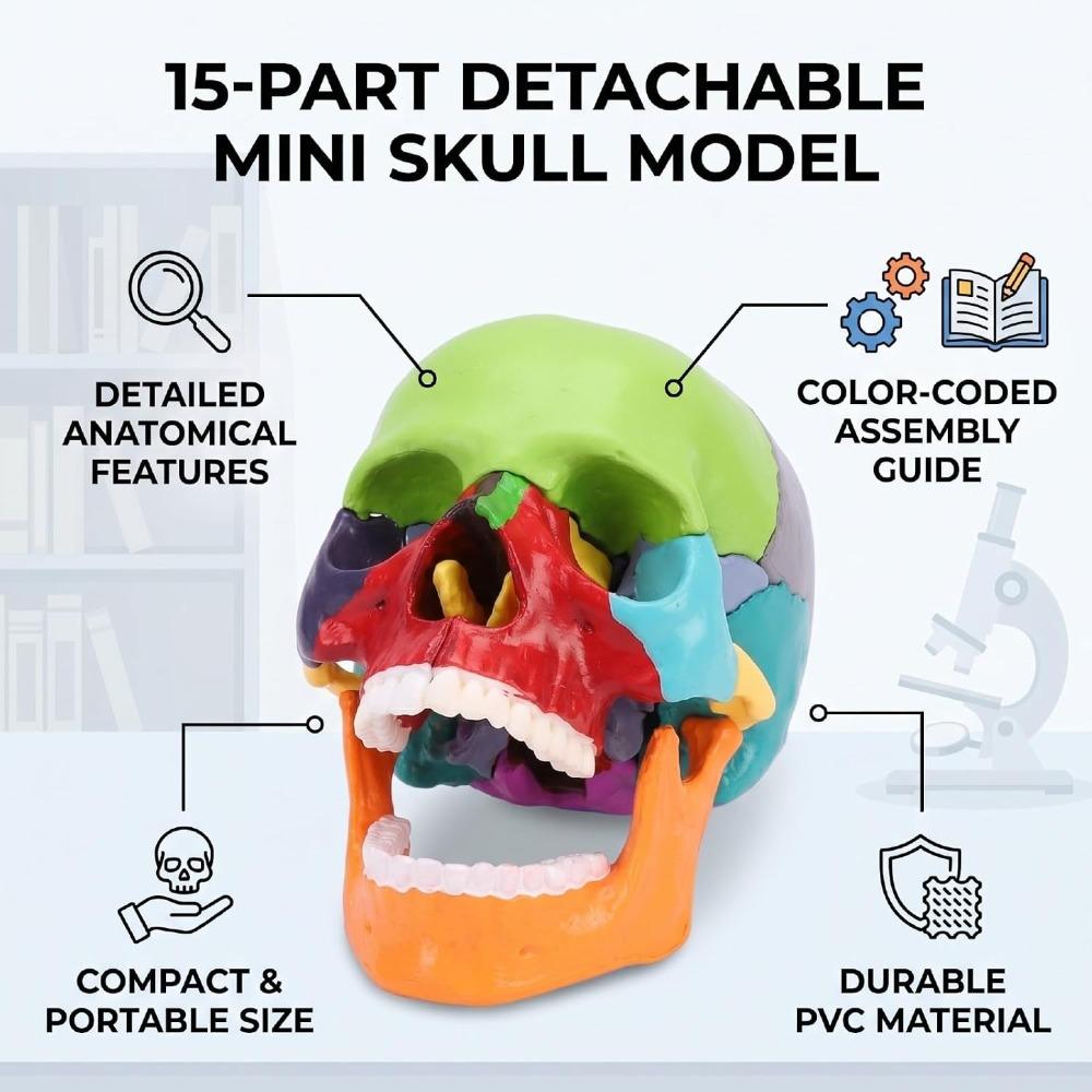 15 Parts Human Skull Model Half Size Teaching Skull Model Mini Mini Skull Model Educational Study