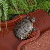 Anti-Slip Base Reptile Bathing Pool with Ramp Imitation Rock Ladders Turtle Soaking Tub Wear Resistant Plastic Turtle Bath Basin