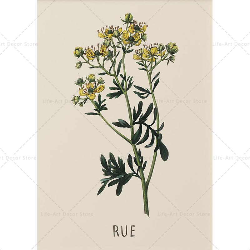 Roślina, kwiat, badania, plakat retro, druk botaniczny, plakaty ziołowe, obraz vintage na płótnie, obraz na ścianę do salonu,