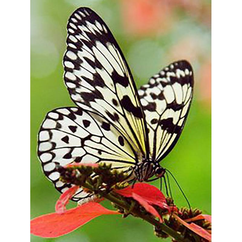 5D DIY Diamond Painting Butterfly Cross Stitch Kit Full Round Drill Embroidery Animal Mosaic Home Decor Kit Wall Art Gift