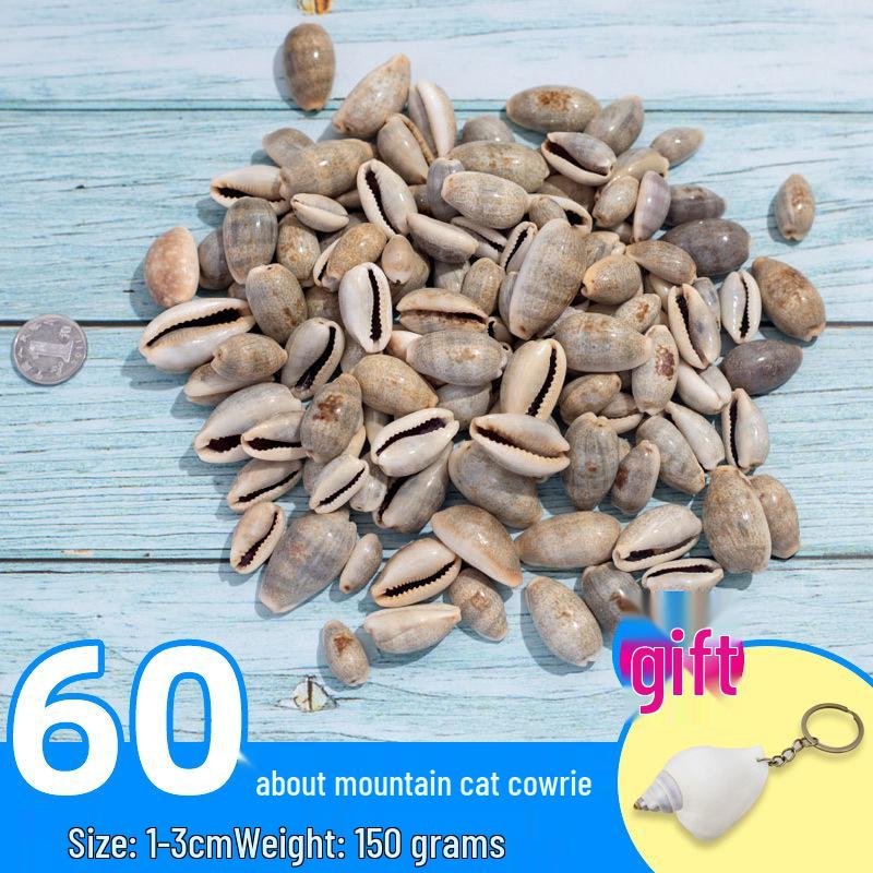 Handmade Decorative Seashells & Starfish for Fish Tanks: Landscaping, Painting, Specimens, Whelks, Hermit Crabs