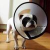 Dogs Health Anti-bite Protection Cover Pets Protective Collar Neck Cone Recovery Elizabethan Collar