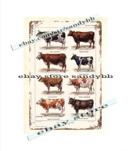 

Cows Breeds farm ranch barn livestock cattle metal tin sign trendy home decorAluminum 20x30cm（7.8x11.8inch）
