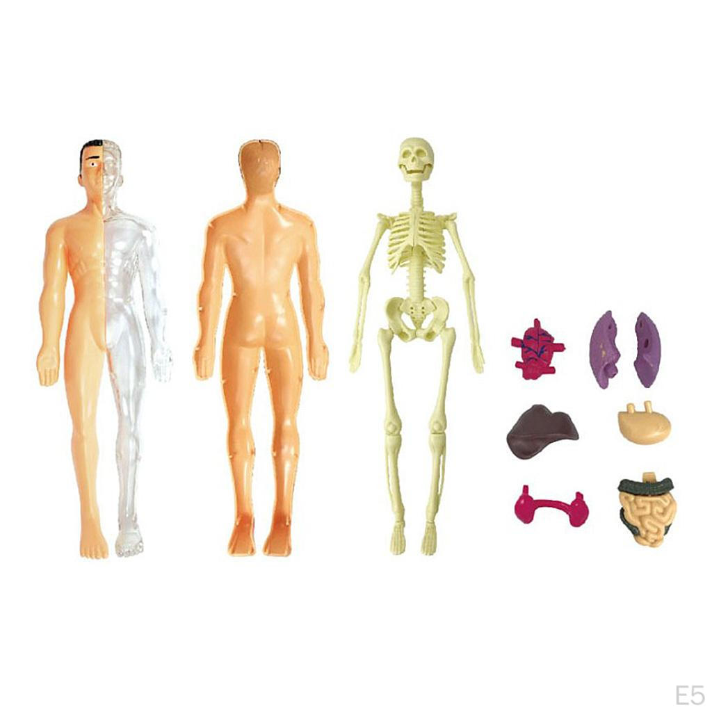 Body Anatomy Model with Looking Bones And Movement for , Children Education