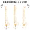 monolife Human Anatomy Model, Spine and Pelvis Model, Spinal Column, Spinal Cord, Lumbar Vertebrae Model, 1/2 Scale Hip Joint Model (No Hip Joint)