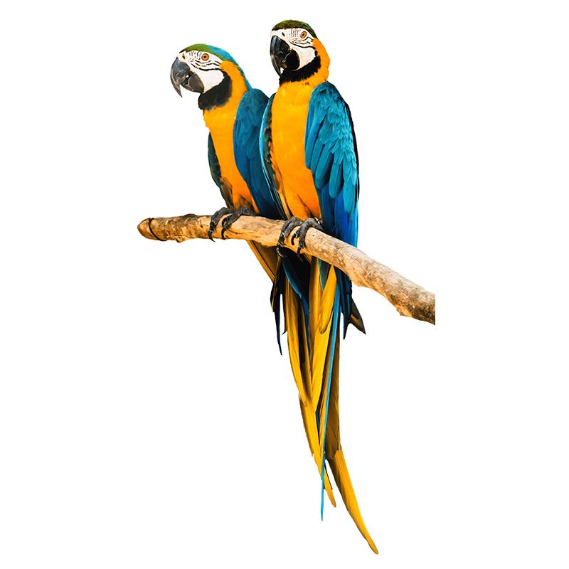

Exquisite Hand Painted Color Parrot Wall Sticker Home Decoration Decals for Bedroom Kitchen Living Room Decor Waterproof Sticker M424 G-15cm Longest Side