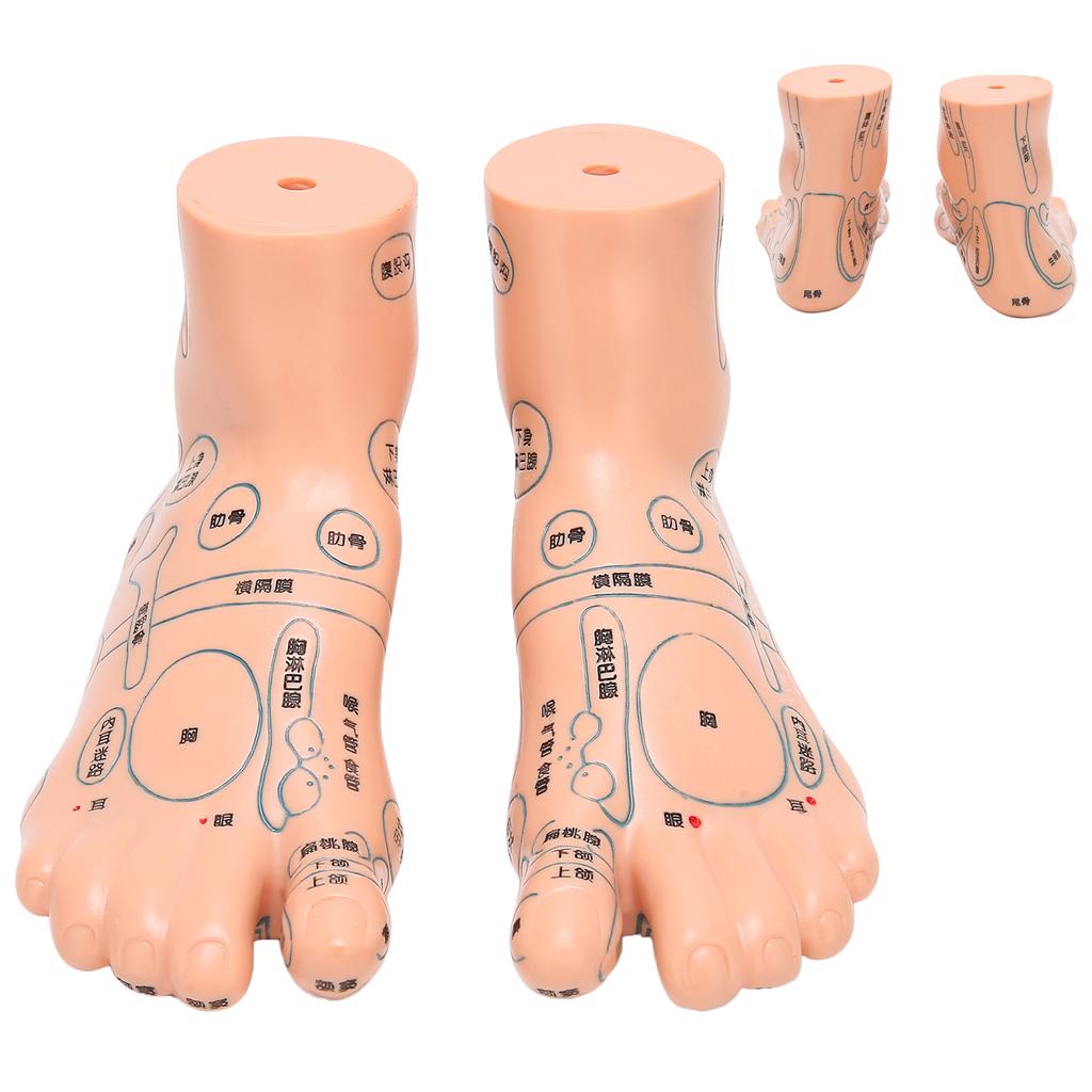 2 Stück 19cm / 7.5in Füße Akupunkturpunkt Modell Akupunktur Lehrmittel Zubehör Fußmodell