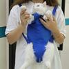 Cat Pouch Carrier Backpack Adjustable Pet Sling Bag with Storage Pocket for Grooming Vet Visits Medication Administration Dental Care Nail Trimming
