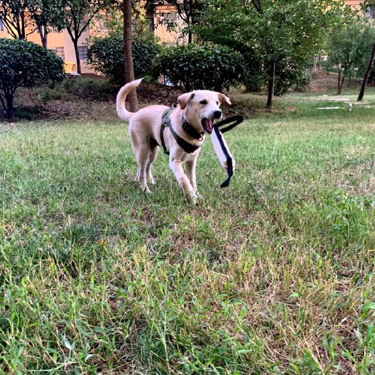 Durablity and Tear Resistant Dogs Training Chew Toy for Indoor Outdoor Play
