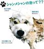 Chien Mechant Natural Shampoo and Conditioner for of Pets, Refill, 2,050ml (Set 2) (2 Refills)