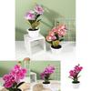 Artificial Phalaenopsis Flower Decor With Plastic And Silk Materials For Indoor Garden And Photography Props