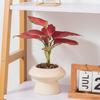 Nordic Irregular Tall Ceramic Flower Pot with Bamboo Base for Indoor Plants