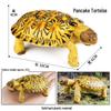 Cross-Border Children's Cognitive Amphibian & Reptile Tortoise Model Fish Tank Ornament Toy