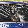 V 66937 Lion Car Decorative Decals - Cross-Border Version