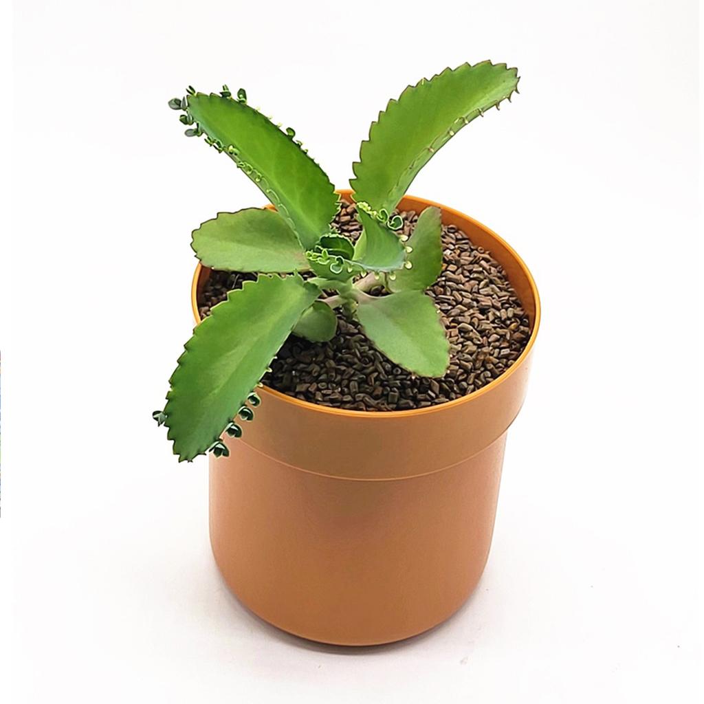 Lockable Hidden Safe Flower Pot 2-Layer Separable Security Box Secret Stash Organizer for Money Keys Jewelry & Other Valuables