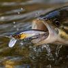 Small Sinking Fishing, Lifelike Hard for and Long Casting Fishing