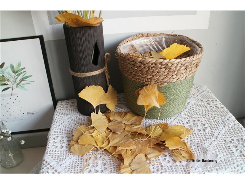 Ginkgo Leaf Plant Specimen - Pressed Flower Material for Handmade Projects & Desktop Decor