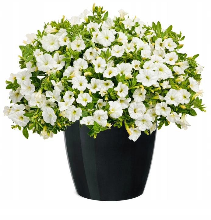 Black plastic pot with cover, 15.5 cm, Magnolia