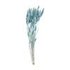 Tokyodo Dried Flower Lagrass Approx. L40cm 1 Bunch 15g FD004583-235