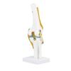 Life Size Human Knee Joint   Model for Skeleton Study Ideal for Hobbyists, Vividly Demonstrates Knee Mechanics with Ligament Model