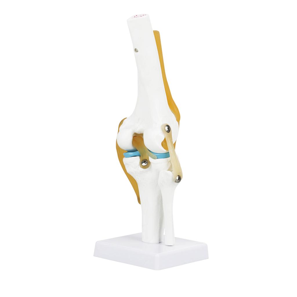 Life Size Human Knee Joint   Model for Skeleton Study Ideal for Hobbyists, Vividly Demonstrates Knee Mechanics with Ligament Model