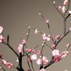 Elegant Pink Plum Blossom Dried Flower Bouquet for Home Decoration