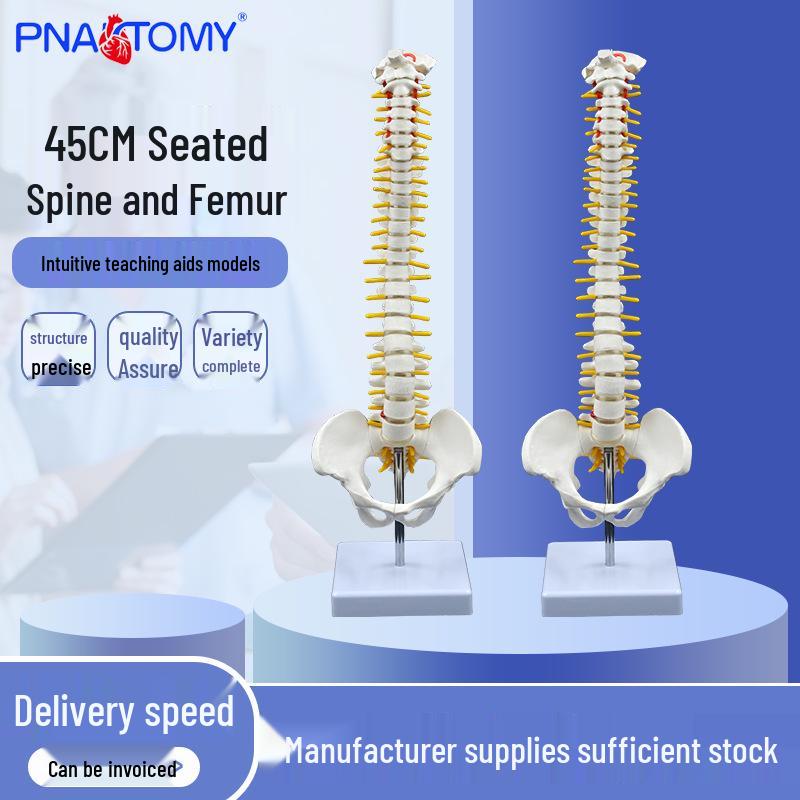 45CM Human Spine Model: Skeleton, Vertebrae, Intervertebral Disc, Nerve, Cervical, Thoracic, Coccyx, Pelvis 45cm