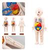 Children Biology Science Toy Human Body Organ Anatomy Model DIY Assembled Medical Toys Teaching Tools for Kids Learning