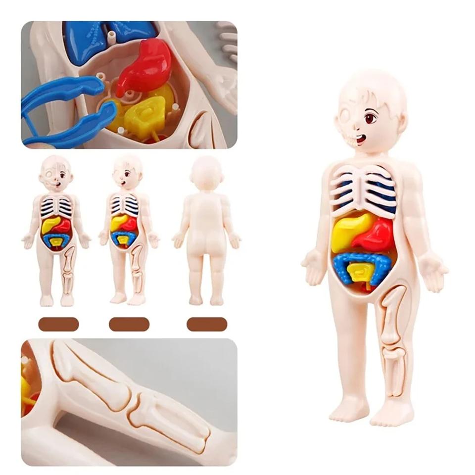 Children Biology Science Toy Human Body Organ Anatomy Model DIY Assembled Medical Toys Teaching Tools for Kids Learning
