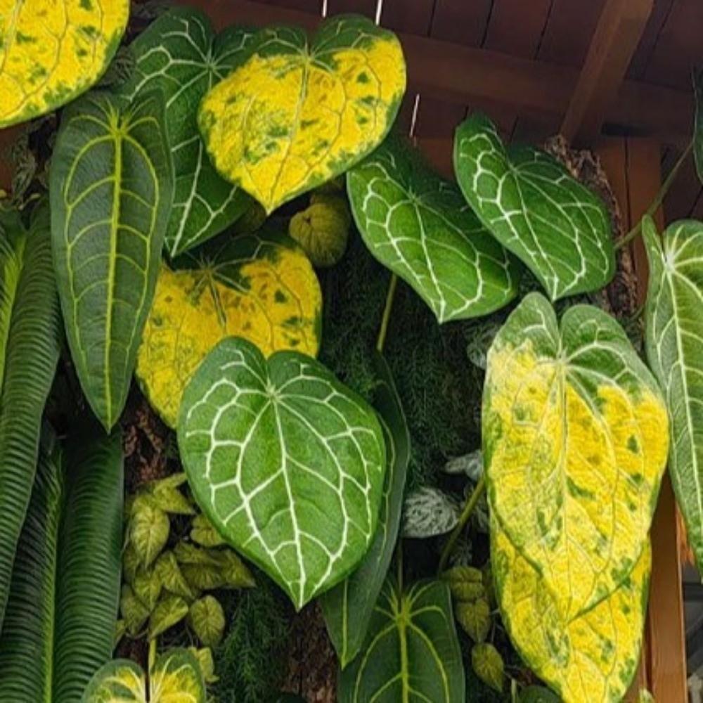 Plastic Artificial Calla Leaves Green Plants Lifelike Crane King Fern Leaf Non-Fading Realistic Artificial Arrowroot Leaf