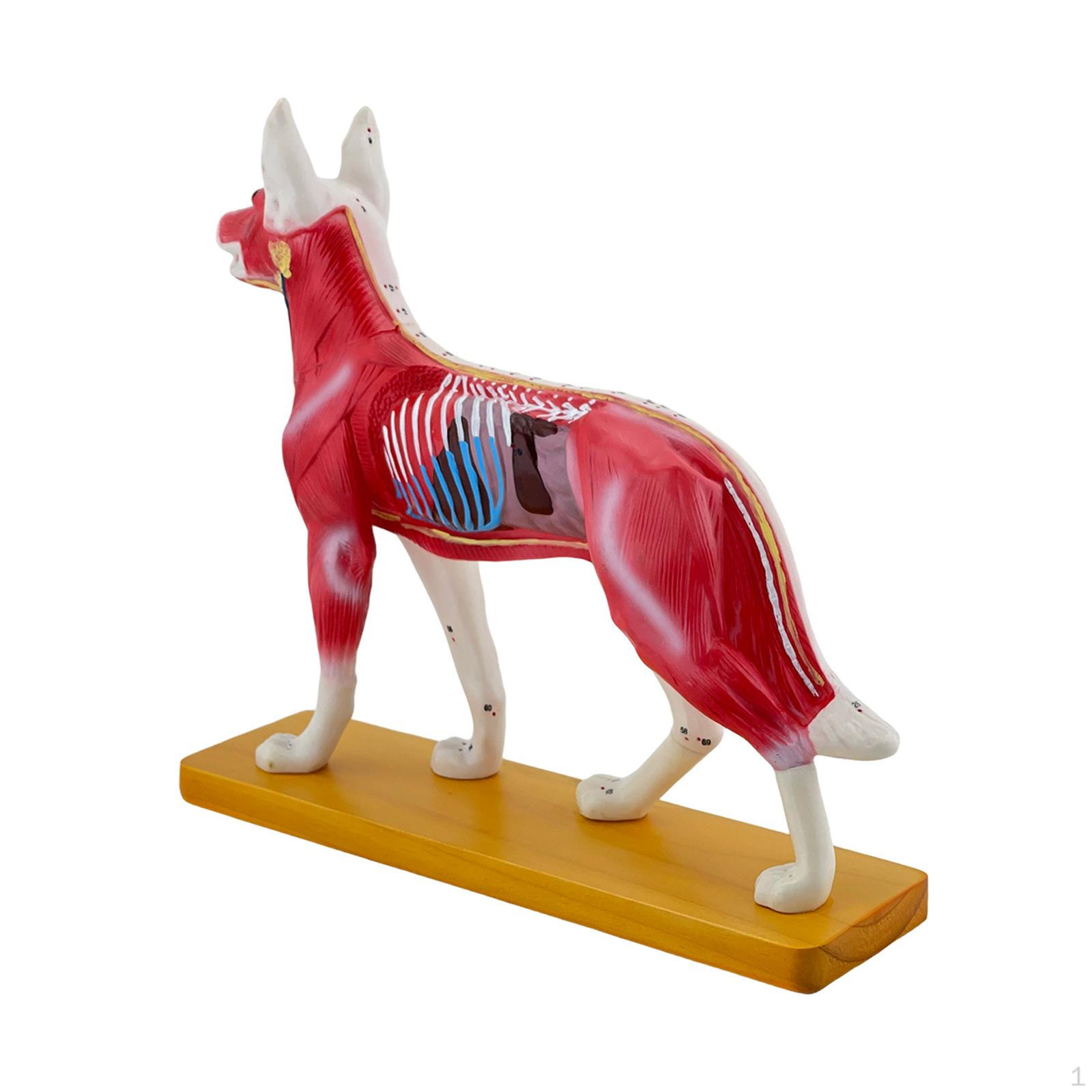

Dog Anatomy Model Veterinary Teaching Aid Muscle Science Collectible Biology Display Training