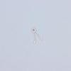 5Pcs Watch Movement Accessories Suitable For 7009 7S26 7S36 Movement Automatic Fork Mechanical Watch Parts