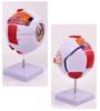 High-End Professional Human Eye Anatomical Model for Ophthalmology