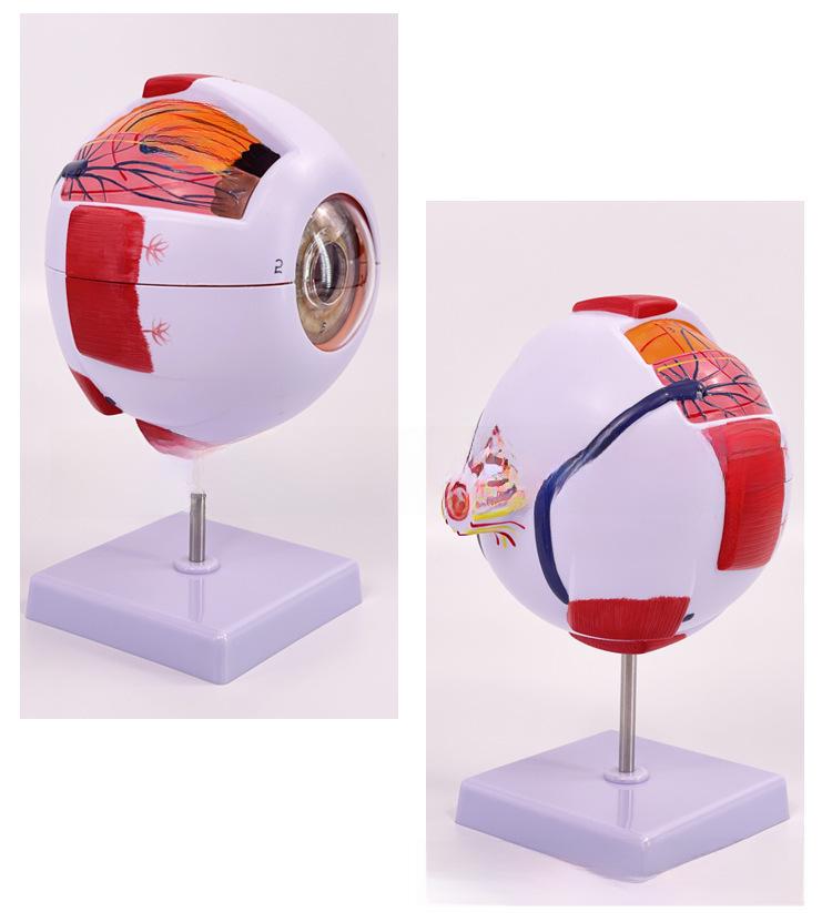 High-End Professional Human Eye Anatomical Model for Ophthalmology