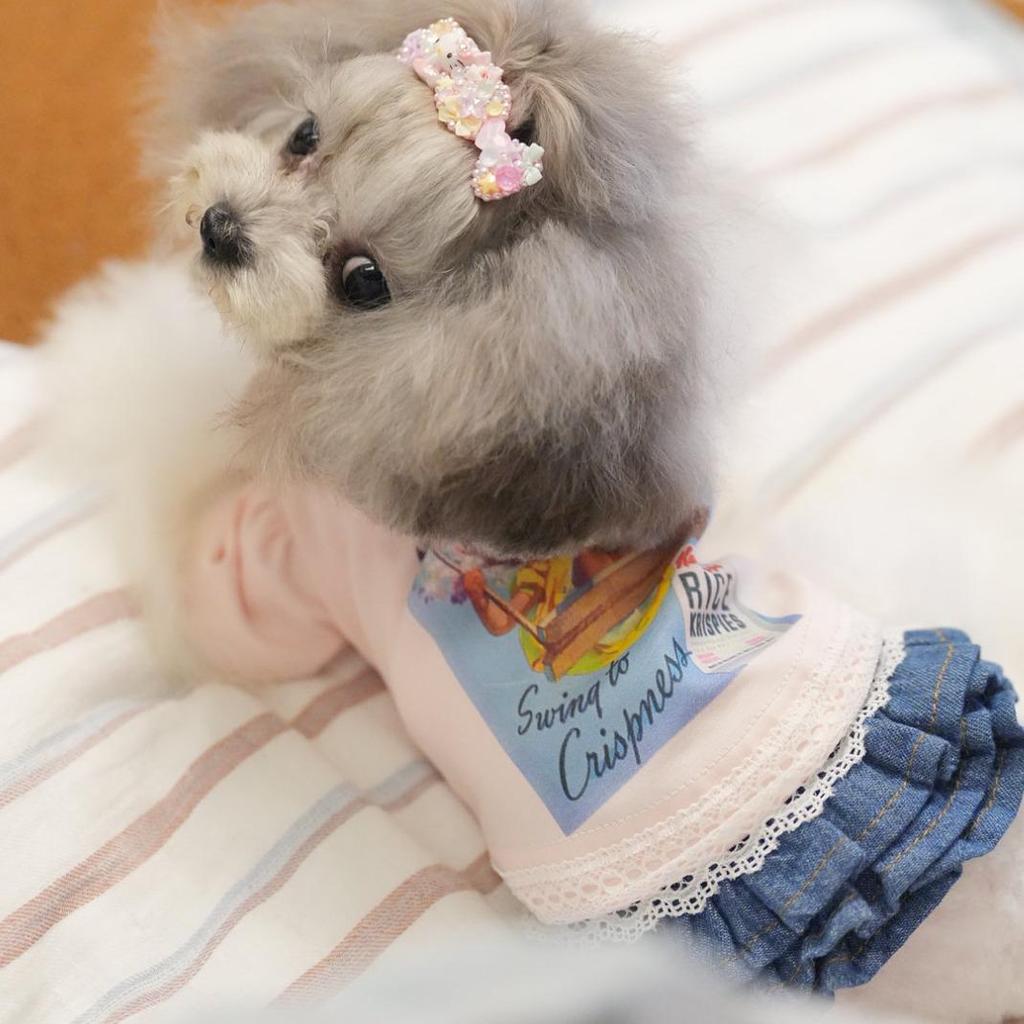 Pet Dog Denim Mesh Skirt: Cotton, Versatile, for Small Breeds