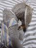 [USED] Overseas Teddy Bear (Donkey)